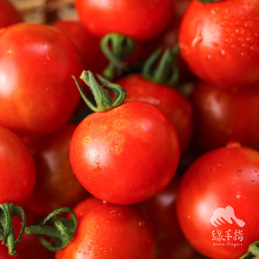 生态圣女果 | 合作生产*Ecological "Saint" Tomato| Partner Production 商品图3
