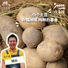 生态土豆 | 合作生产*Ecological "Saint" Tomato| Partner Production 商品缩略图0
