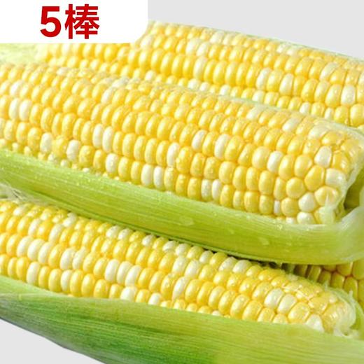 【预售】5棒水果玉米 14098 商品图0