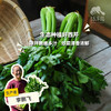 生态河北西芹 | 合作生产*Eco-celery | Coproducted 商品缩略图0