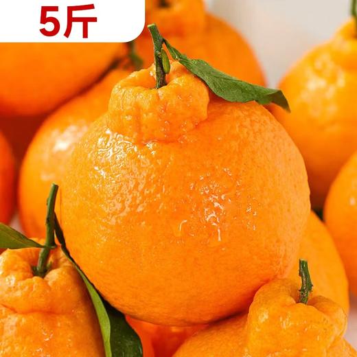 【预售】5斤四川丹棱不知火   9003 商品图0
