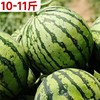 【预售】10-11斤 冰糖麒麟瓜    整个西瓜 甜瓜 196461 商品缩略图0