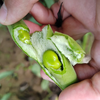 生态带荚鲜蚕豆（安徽 京东快递）| 合作生产*Ecological broad beans | Coproduction 商品缩略图4