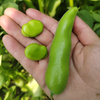 生态带荚鲜蚕豆（安徽 京东快递）| 合作生产*Ecological broad beans | Coproduction 商品缩略图2