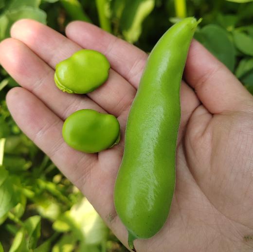 生态带荚鲜蚕豆（安徽 京东快递）| 合作生产*Ecological broad beans | Coproduction 商品图2