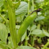 生态带荚鲜蚕豆（安徽 京东快递）| 合作生产*Ecological broad beans | Coproduction 商品缩略图1