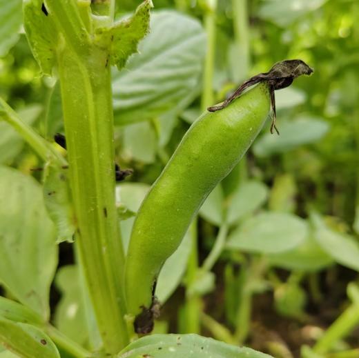 生态带荚鲜蚕豆（安徽 京东快递）| 合作生产*Ecological broad beans | Coproduction 商品图1
