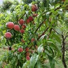 生态小红桃（邮政空运） | 合作生产*  Ecological peach | Partner Production 商品缩略图4