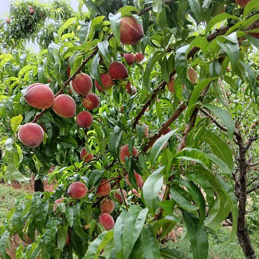 生态小红桃（邮政空运） | 合作生产*  Ecological peach | Partner Production 商品图4