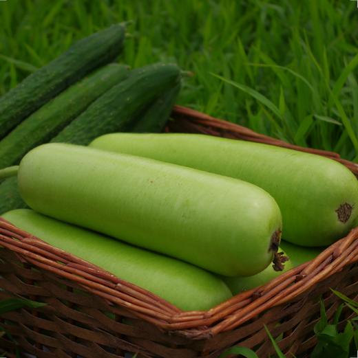 生态蒲瓜 | 绿家自产*Eco-white flowered gourd | Self-production 商品图3