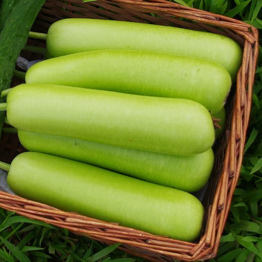 生态蒲瓜 | 绿家自产*Eco-white flowered gourd | Self-production 商品图1