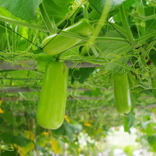 生态蒲瓜 | 绿家自产*Eco-white flowered gourd | Self-production 商品图2