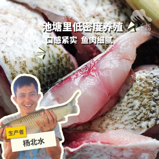 生态白鲢鱼分段 （临期8折，冷冻，广东省外可下单）| 绿家自产 * Eco-bighead Carp | Self-production 商品图0