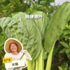 生态上海青 | 绿家自产* Eco-Chinese cabbage | Self-production 商品缩略图0