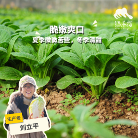 生态小松菜 | 绿家自产* Eco-komatsu dish | Self-production