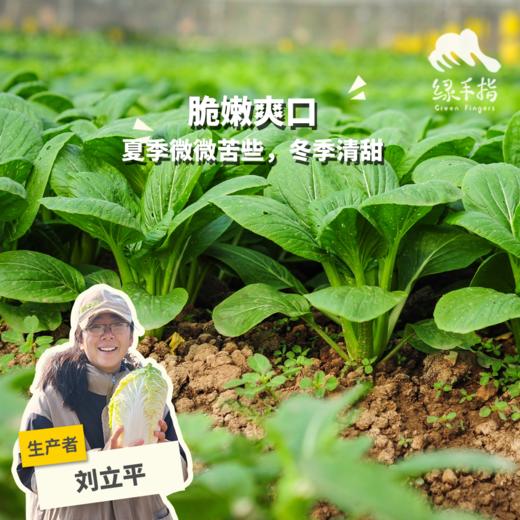 生态小松菜 | 绿家自产* Eco-komatsu dish | Self-production 商品图0