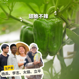 生态菜椒/韶关本地辣椒 | 绿家自产*ecological green bell pepper | Self-production