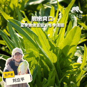 生态甜麦菜 | 绿家自产*Ecological sweet wheat vegetable | In-House Production