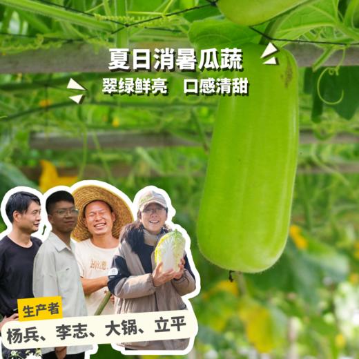 生态蒲瓜 | 绿家自产*Eco-white flowered gourd | Self-production 商品图0