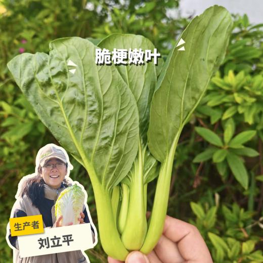 生态上海青 | 绿家自产* Eco-Chinese cabbage | Self-production 商品图0