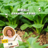 生态小松菜 | 绿家自产* Eco-komatsu dish | Self-production 商品缩略图0