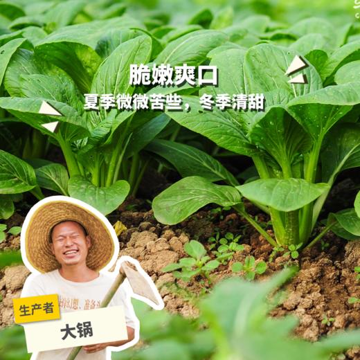 生态小松菜 | 绿家自产* Eco-komatsu dish | Self-production 商品图0