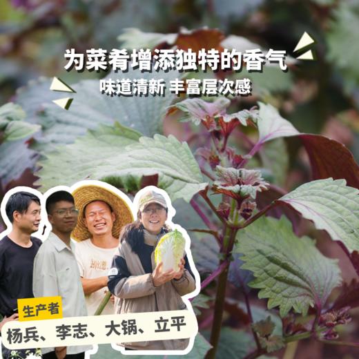 生态紫苏 | 绿家自产 *Eco- perilla | Self-production 商品图0