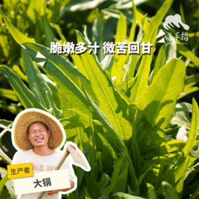 生态甜麦菜 | 绿家自产*ecological sweet wheat vegetable | Self-production