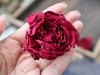 🔥母亲节活动 🌹冻干墨红玫瑰🌹 商品缩略图6
