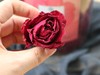 🔥母亲节活动 🌹冻干墨红玫瑰🌹 商品缩略图8