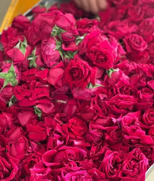 🔥母亲节活动 🌹冻干墨红玫瑰🌹 商品图1
