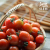 生态圣女果 | 合作生产 *Eco- tomato | Coprodution 商品缩略图3