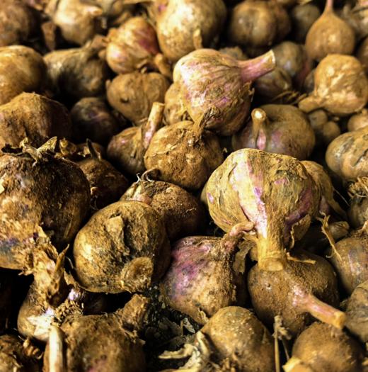 生态紫皮蒜（干蒜） | 合作生产*Ecological purple-skinned garlic| Partner Production 商品图1
