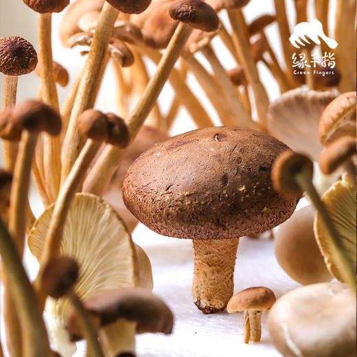 有机什锦蘑菇箱 | 绿家自产 * Organic mushroom | Self-production 商品图1
