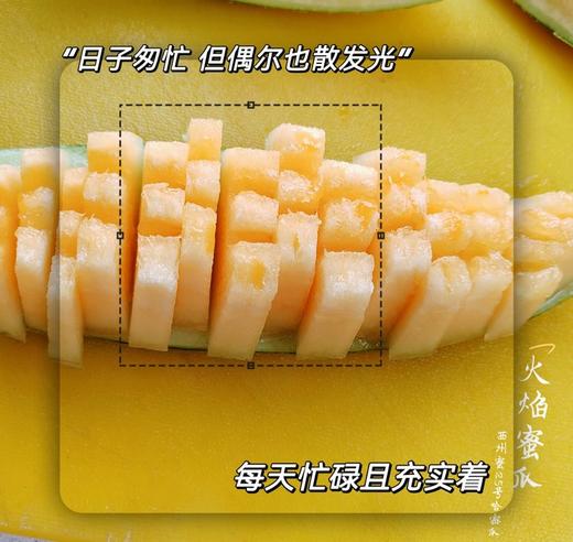 2026年的吐鲁番西州蜜25号哈蜜瓜 商品图9