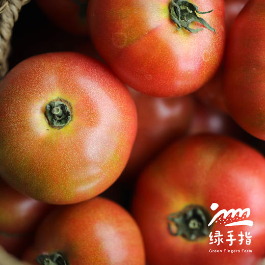 【9-9.5折优惠】生态河南西红柿 | 合作生产*Eco- tomato | Coprodution 商品图4