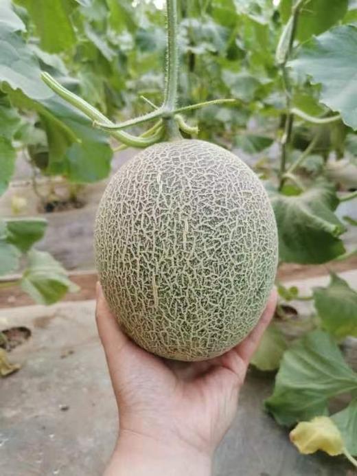 2026年的吐鲁番西州蜜25号哈蜜瓜 商品图5
