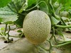 2026年的吐鲁番西州蜜25号哈蜜瓜 商品缩略图0