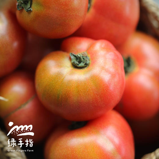 【9-9.5折优惠】生态河南西红柿 | 合作生产*Eco- tomato | Coprodution 商品图1