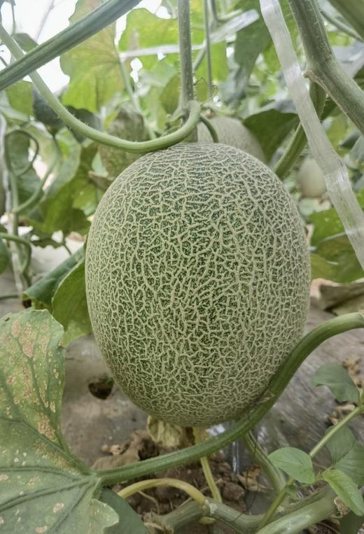 2026年的吐鲁番西州蜜25号哈蜜瓜 商品图7