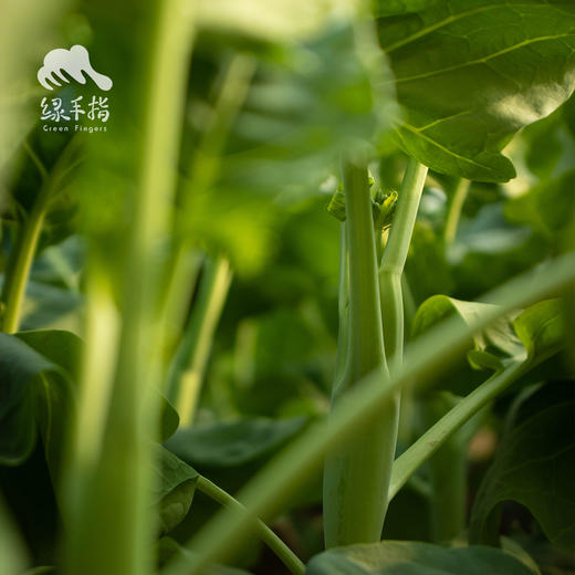 生态自选蔬菜箱（衢州 | 空运蔬菜）| 绿家自产 *Ecological vegetable box  | In-House Production 商品图2