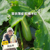 生态西葫芦 | 绿家自产* Eco-zucchini | Self-production 商品缩略图0