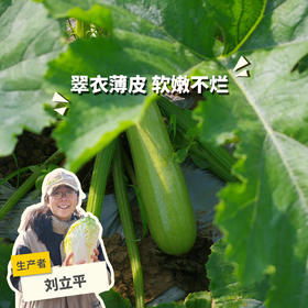 生态西葫芦 | 绿家自产* Eco-zucchini | Self-production