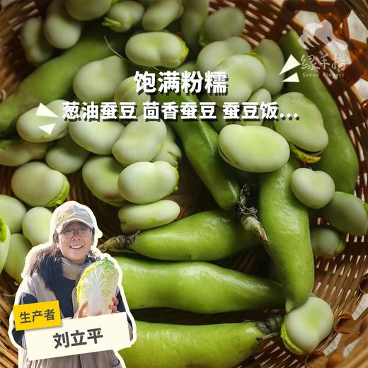 生态新鲜带荚蚕豆（陆运包邮） | 绿家自产*Ecological broad beans | In-House Production 商品图0