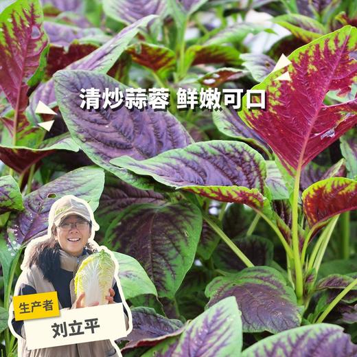 生态苋菜 | 绿家自产*Eco-amaranth | Self-production 商品图0