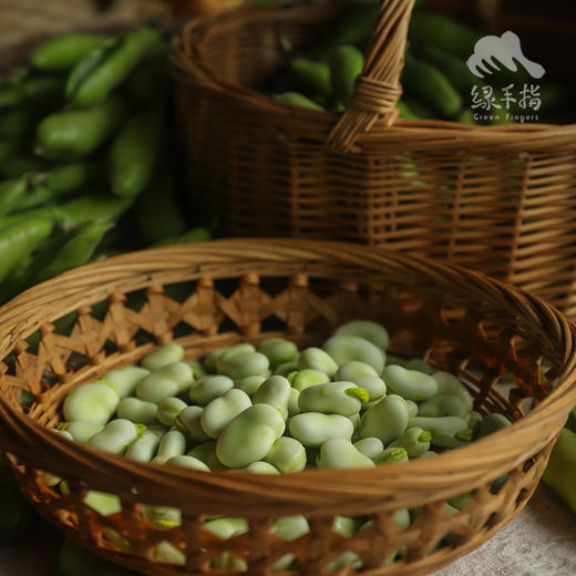 生态新鲜带荚蚕豆（陆运包邮） | 绿家自产*Ecological broad beans | In-House Production 商品图2