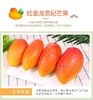 严选 | 海南贵妃芒 净重4.5斤【大果】12-15个 商品缩略图2