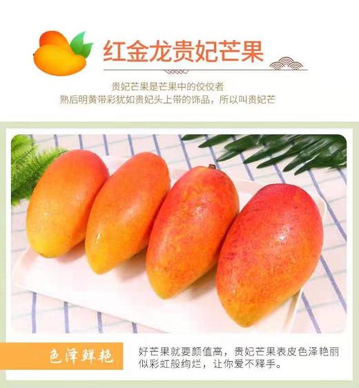 严选 | 海南贵妃芒 净重4.5斤【大果】12-15个 商品图2