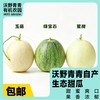 沃野青青自产甜瓜  绿宝石/星甜24/玉菇 | 清香型甜，满屋瓜香，可以带皮吃的甜瓜 商品缩略图13