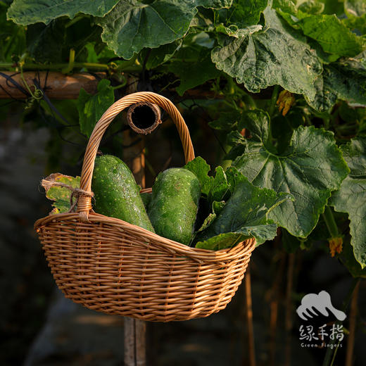 生态节瓜 | 绿家自产* Eco-chieh-qua | Self-production 商品图5
